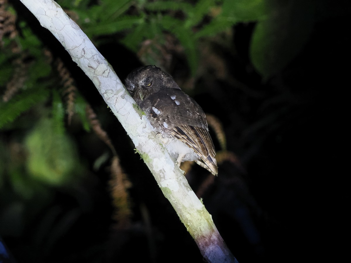 Foothill Screech-Owl (Foothill) - ML628761505