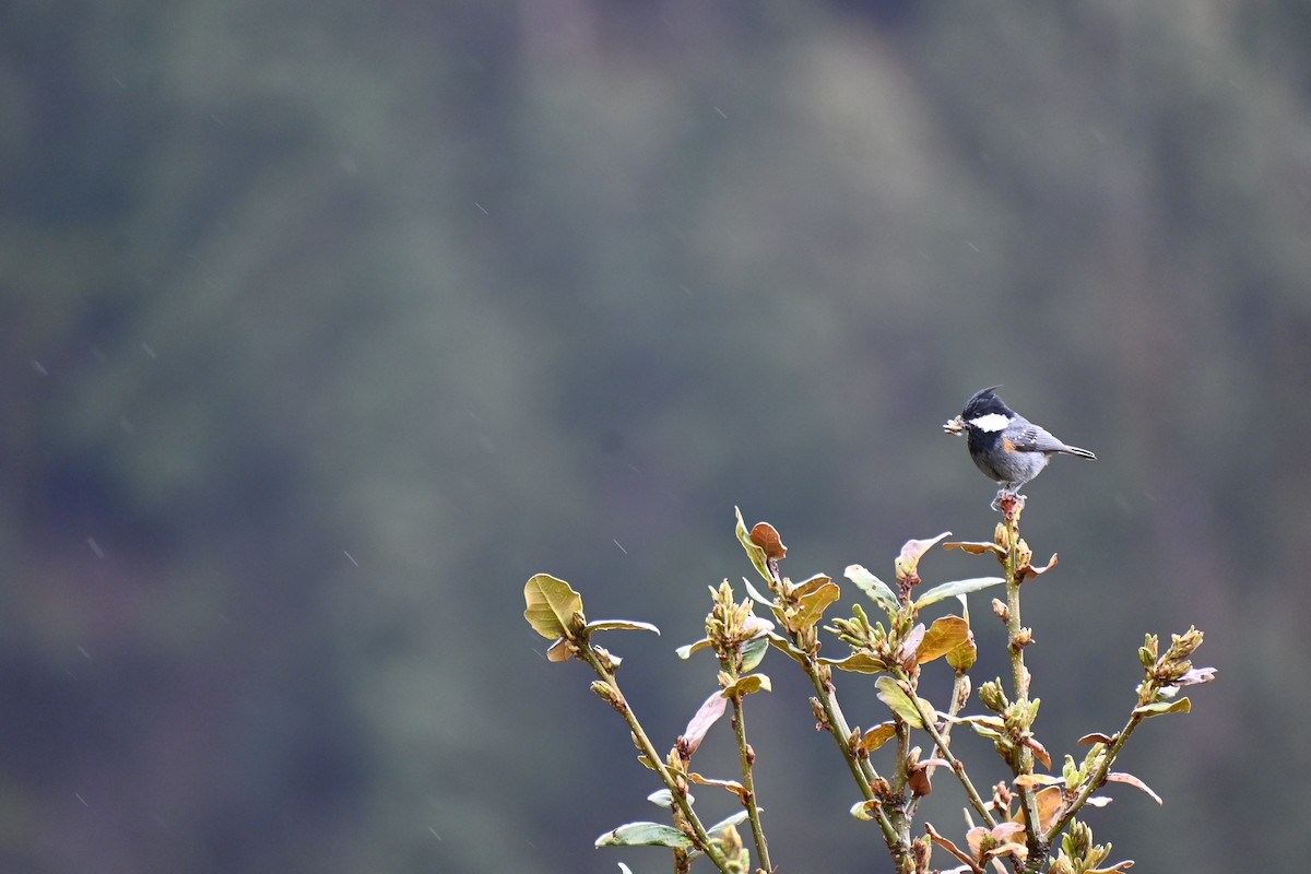 Coal Tit - David Phinehas