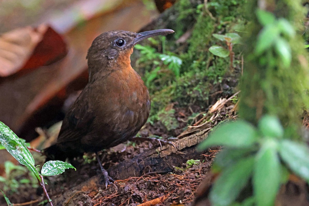 South American Leaftosser - ML628761572