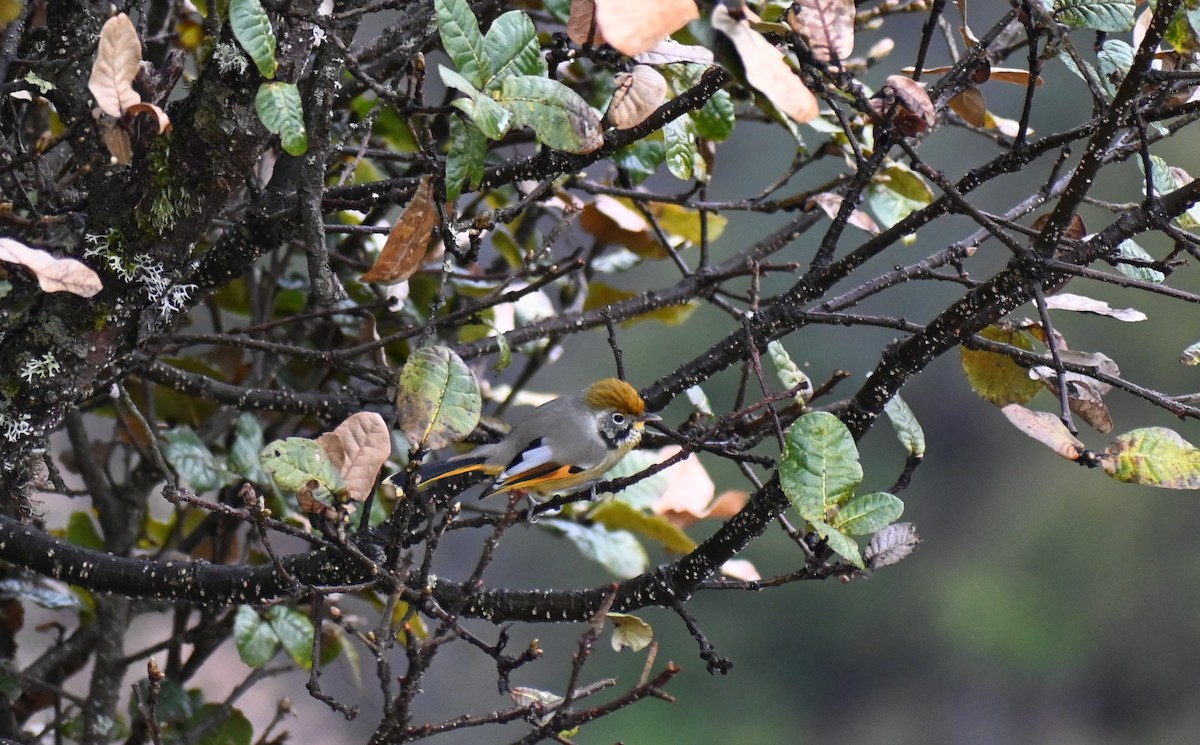 Chestnut-tailed Minla - ML628761663