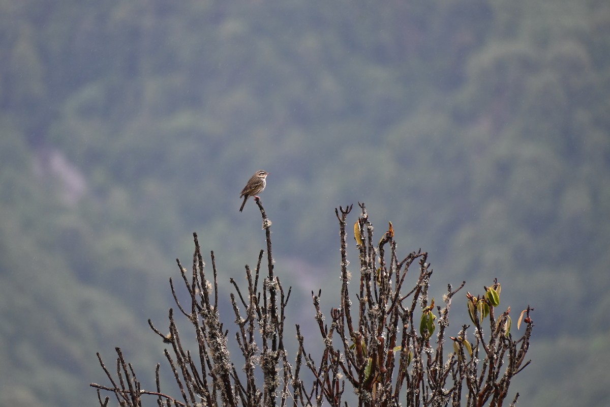 linduška olivová - ML628761664