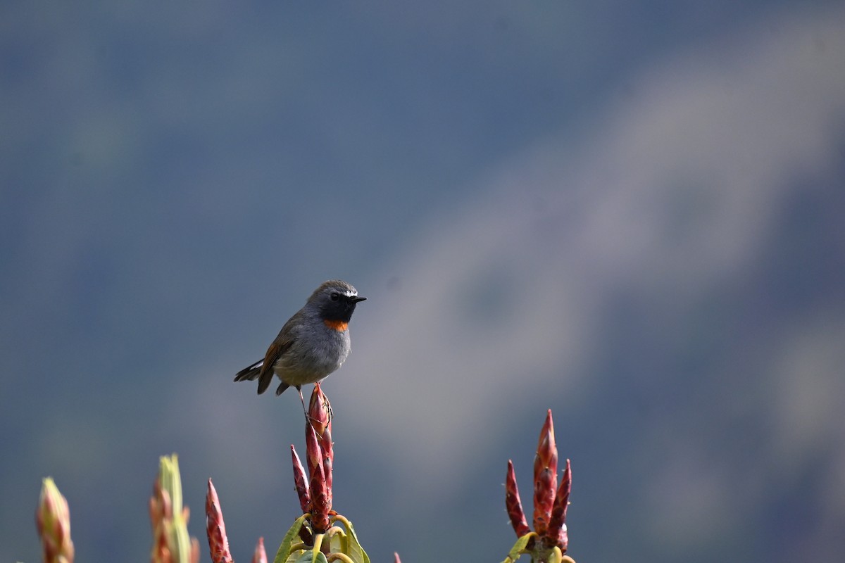 Rufous-gorgeted Flycatcher - ML628761676