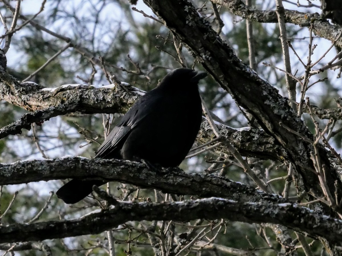 American Crow - ML628761698