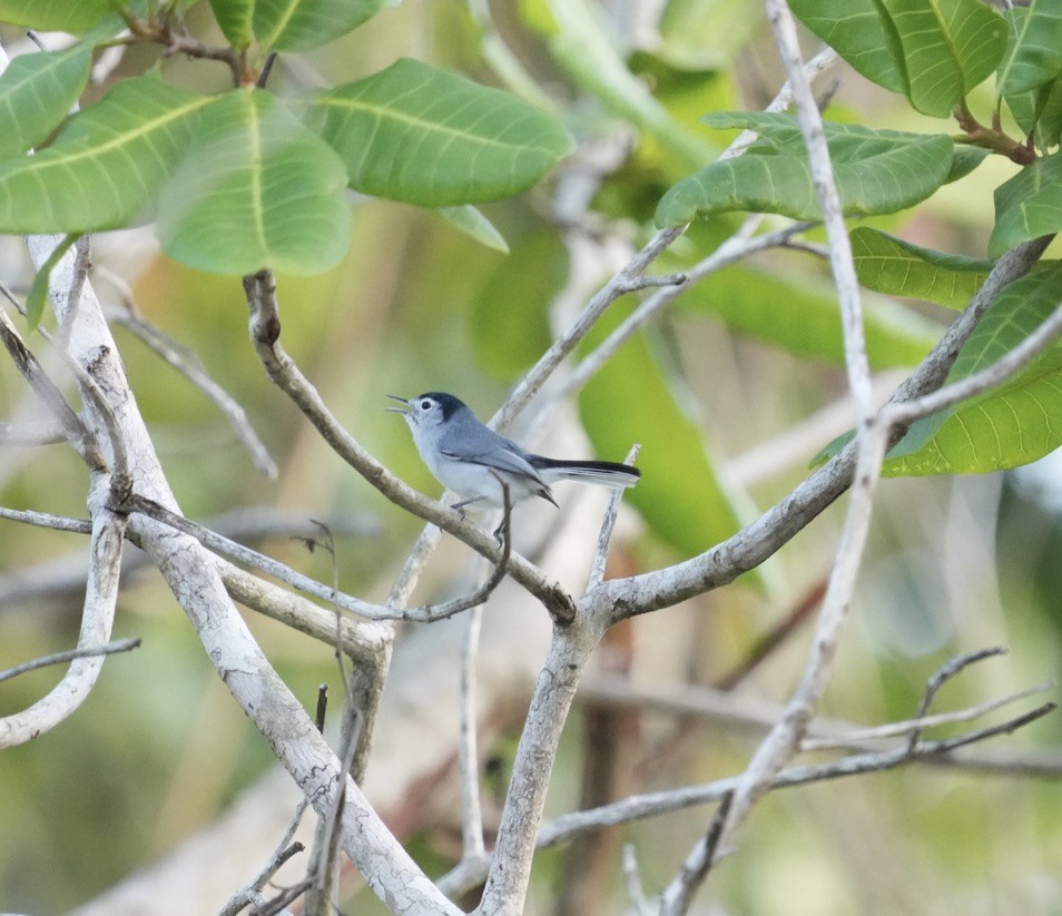 White-browed Gnatcatcher - ML628761734