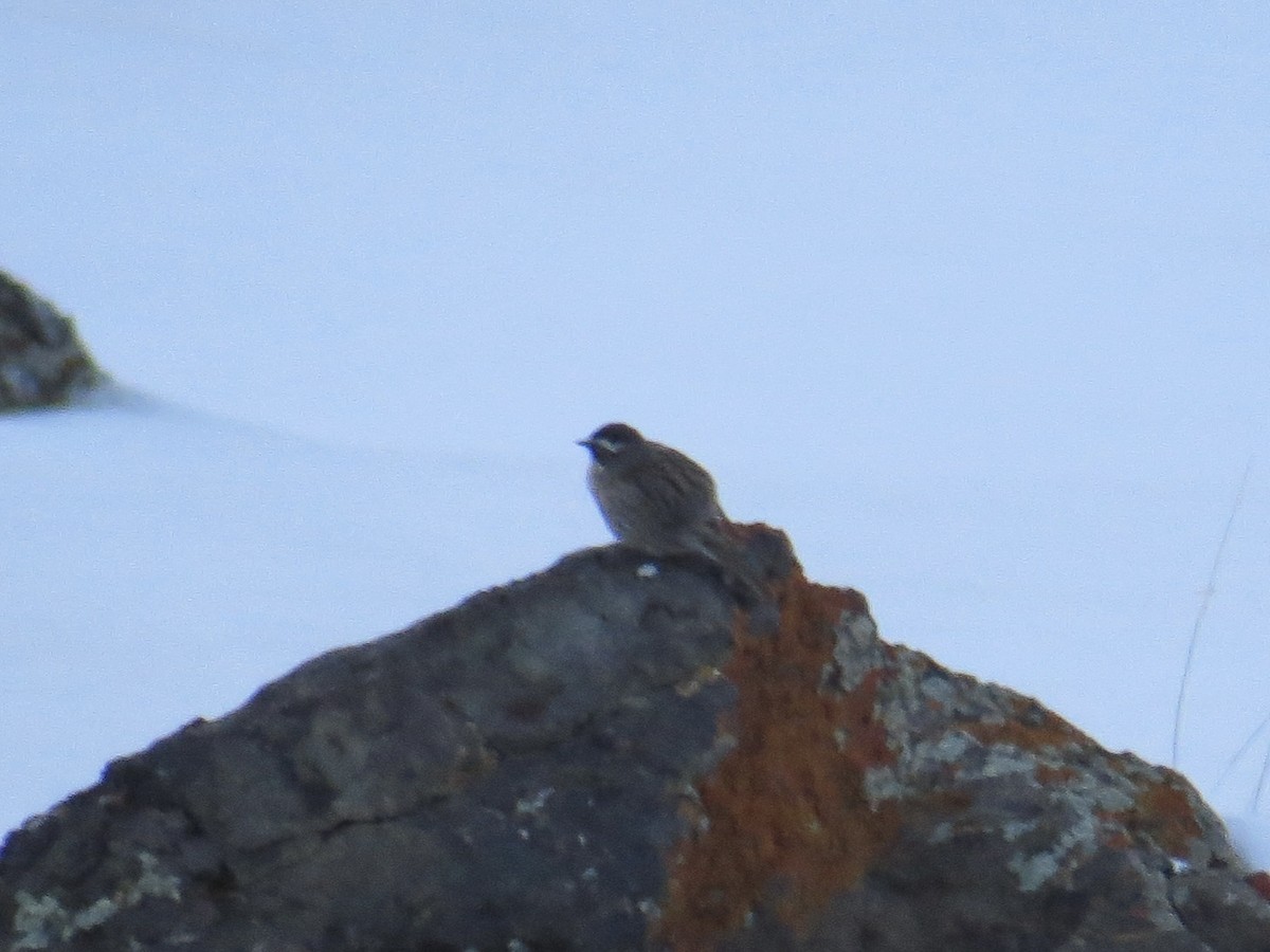 Radde's Accentor (Radde's) - ML628761794