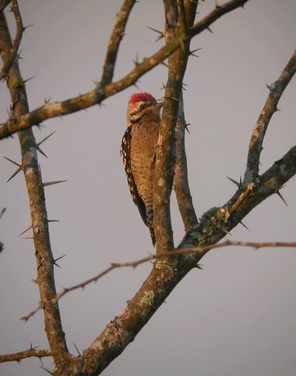 Ladder-backed Woodpecker - ML628761844