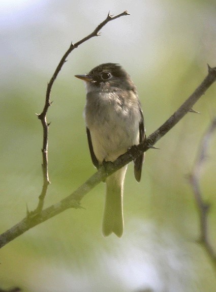 Least Flycatcher - ML628761847