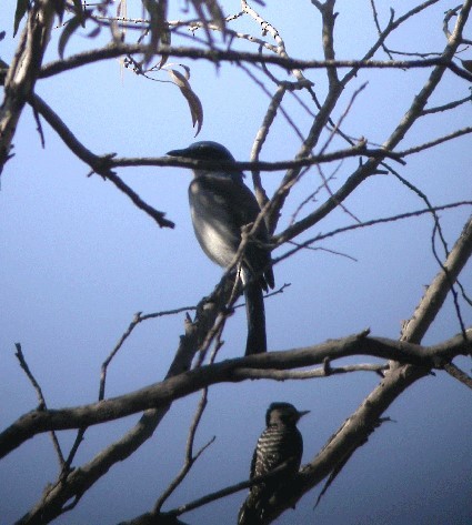 Woodhouse's Scrub-Jay - ML628761852