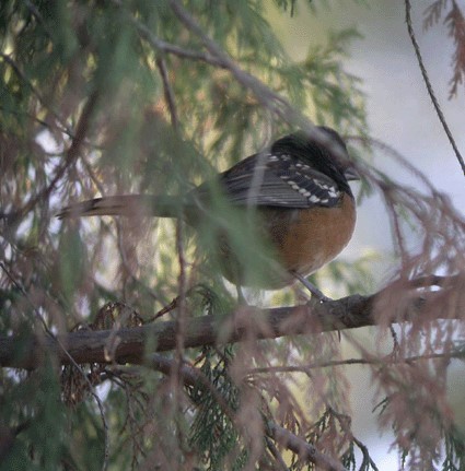 Spotted Towhee - ML628761856