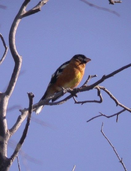 Black-headed Grosbeak - ML628761858