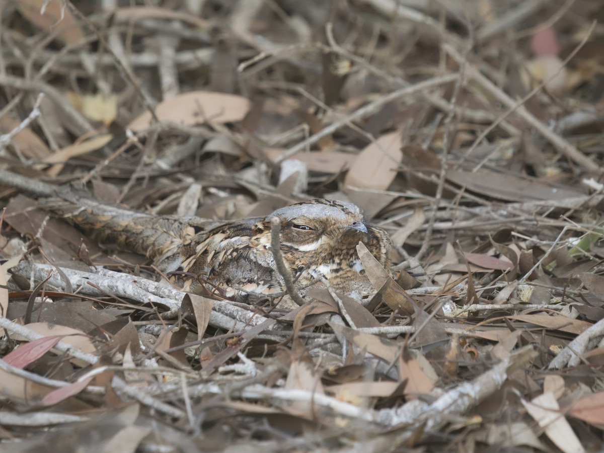 Red-necked Nightjar - ML628761915