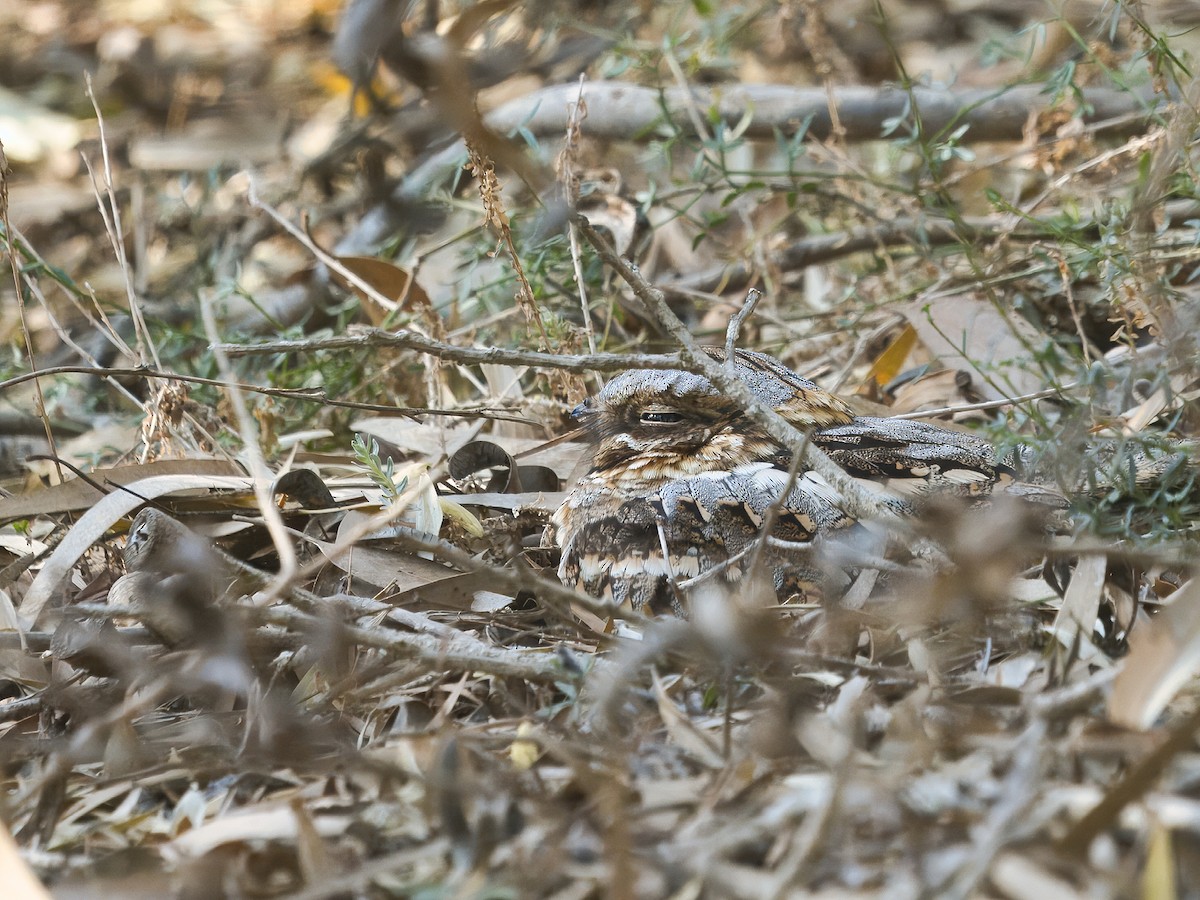Red-necked Nightjar - ML628761916