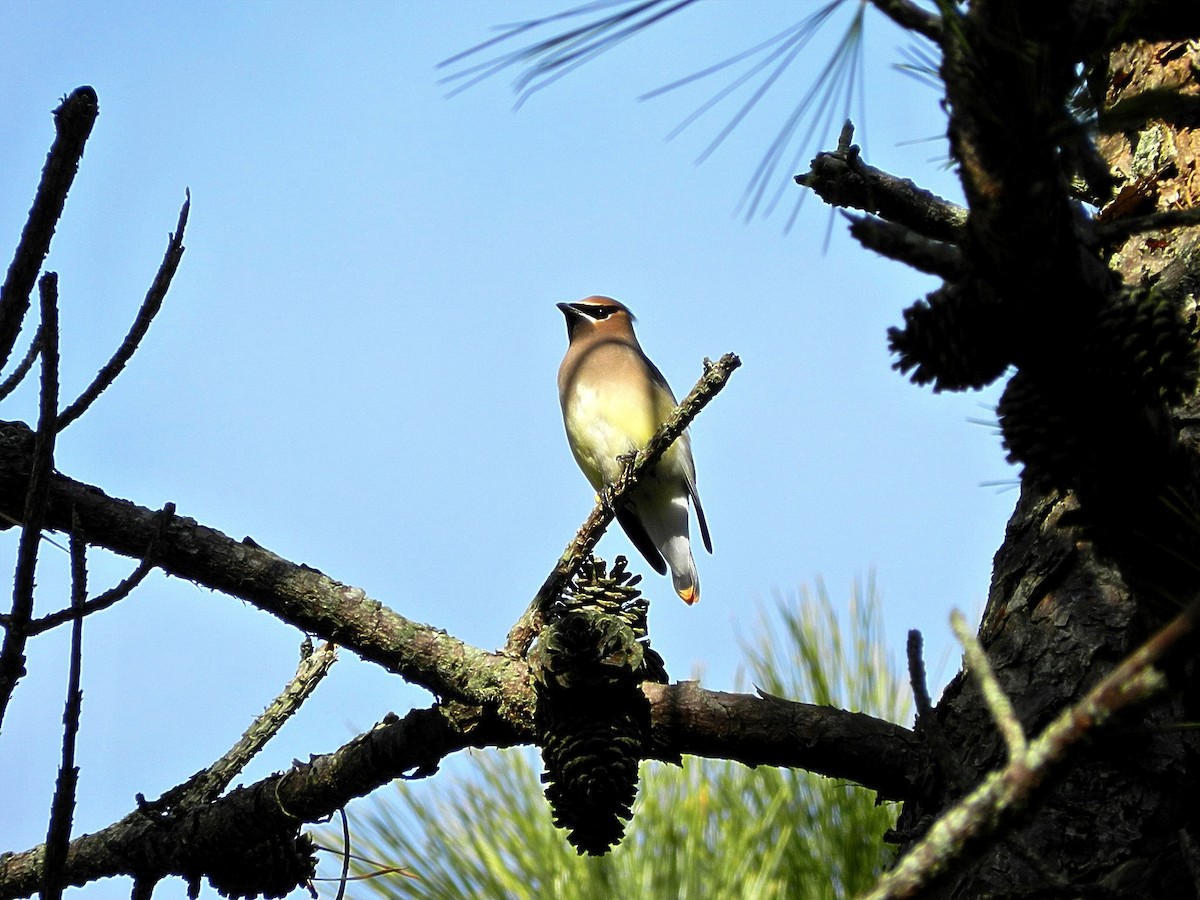 Cedar Waxwing - ML628761928