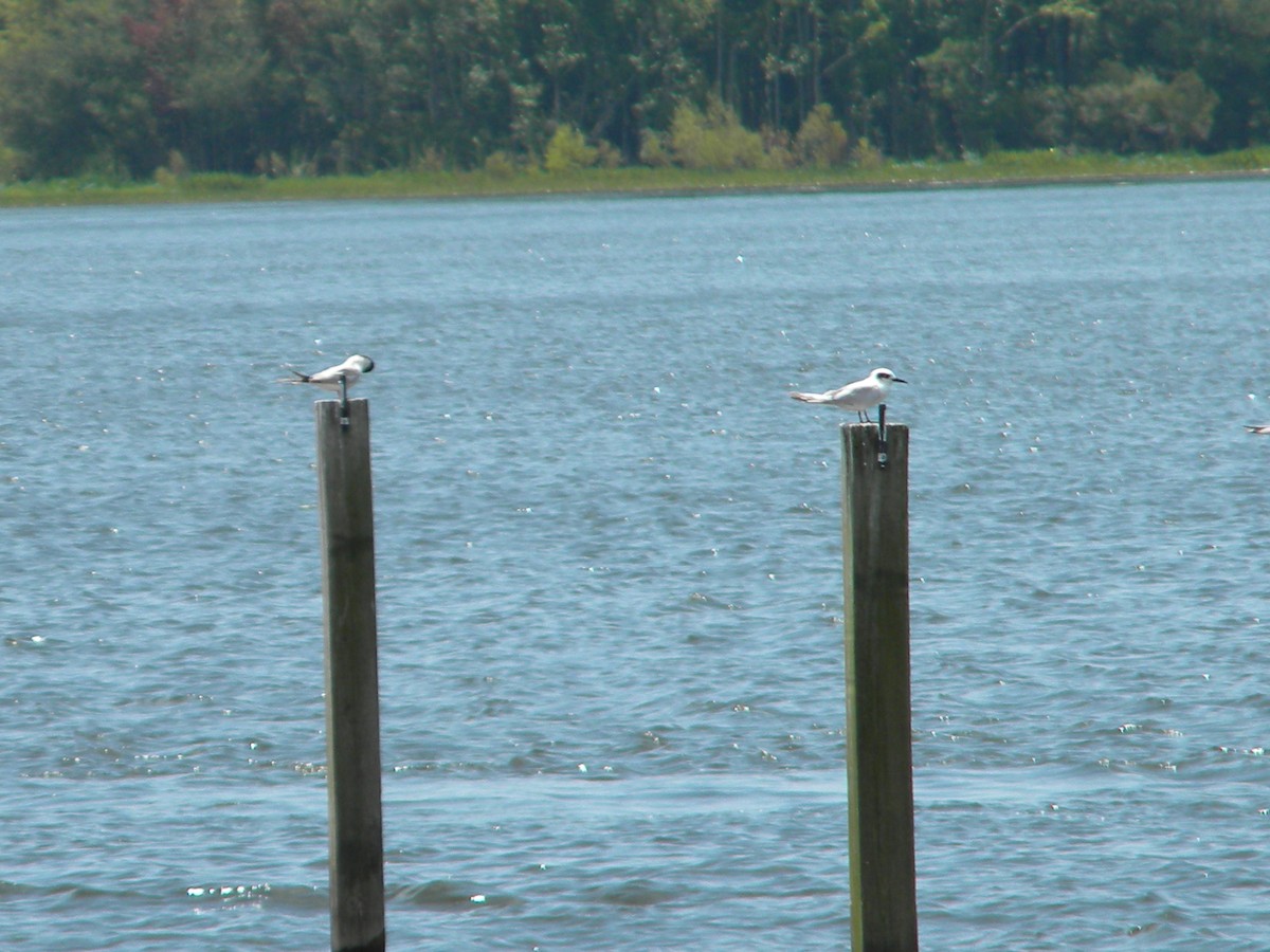 Forster's Tern - ML62876201