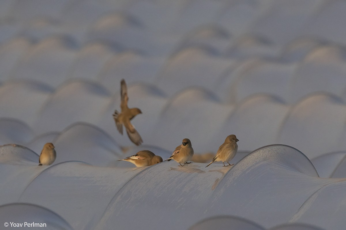 Desert Finch - ML628762020