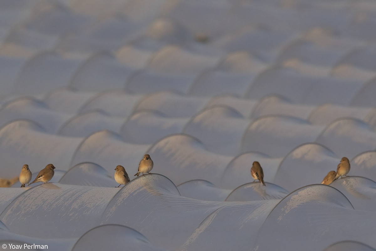 Desert Finch - ML628762021