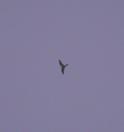 Lesser Nighthawk - ML628762022