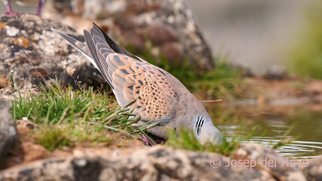 European Turtle-Dove - ML628762062