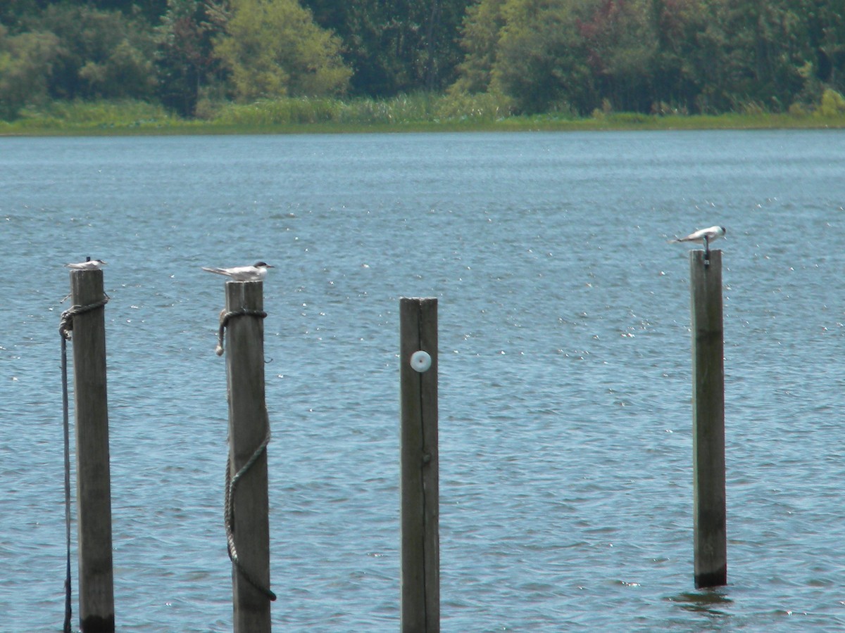 Forster's Tern - ML62876211