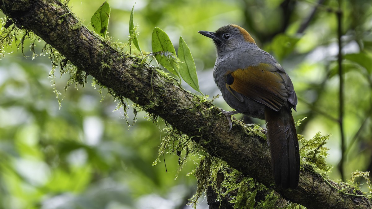 Golden-winged Laughingthrush - ML628762166