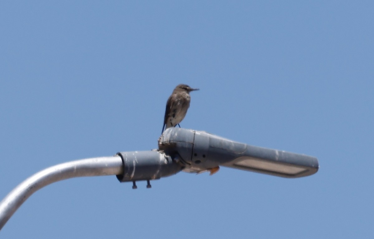 Black-billed Shrike-Tyrant - ML628762285