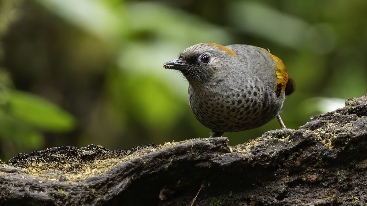 Golden-winged Laughingthrush - ML628762294