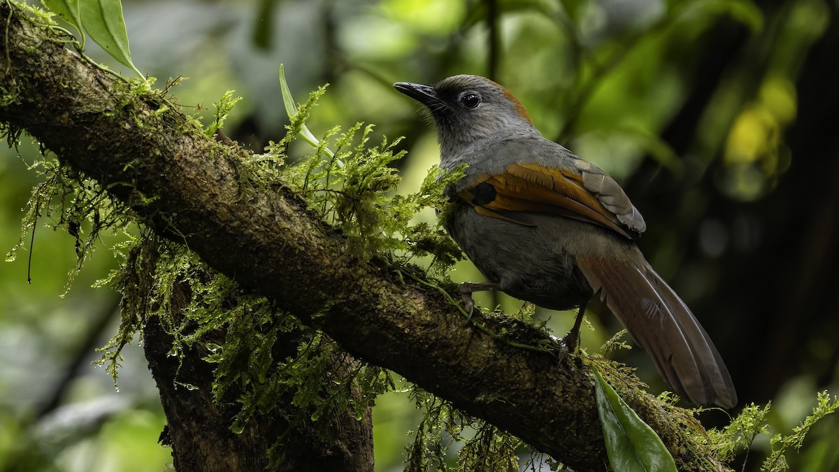 Golden-winged Laughingthrush - ML628762299