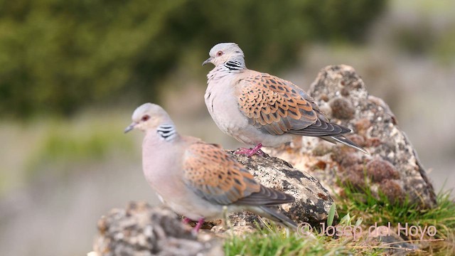 European Turtle-Dove - ML628762343