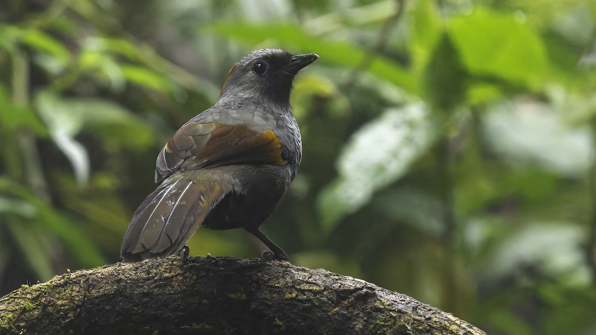 Golden-winged Laughingthrush - ML628762356