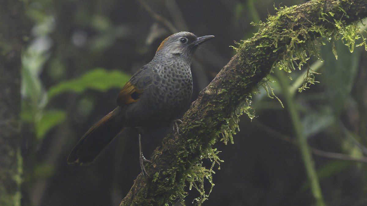 Golden-winged Laughingthrush - ML628762364