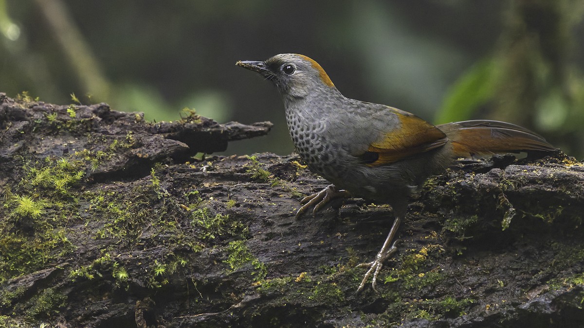 Golden-winged Laughingthrush - ML628762475