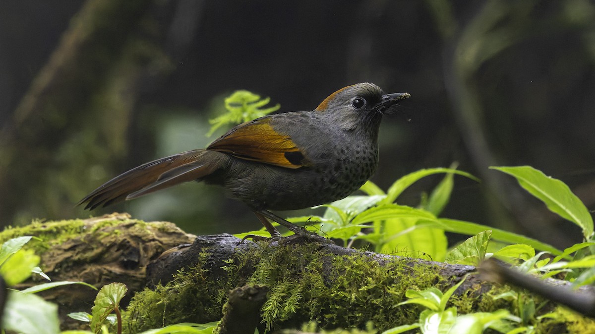Golden-winged Laughingthrush - ML628762478