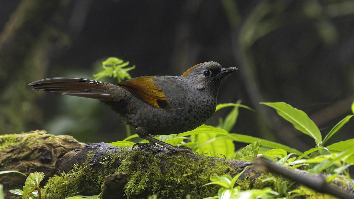 Golden-winged Laughingthrush - ML628762479