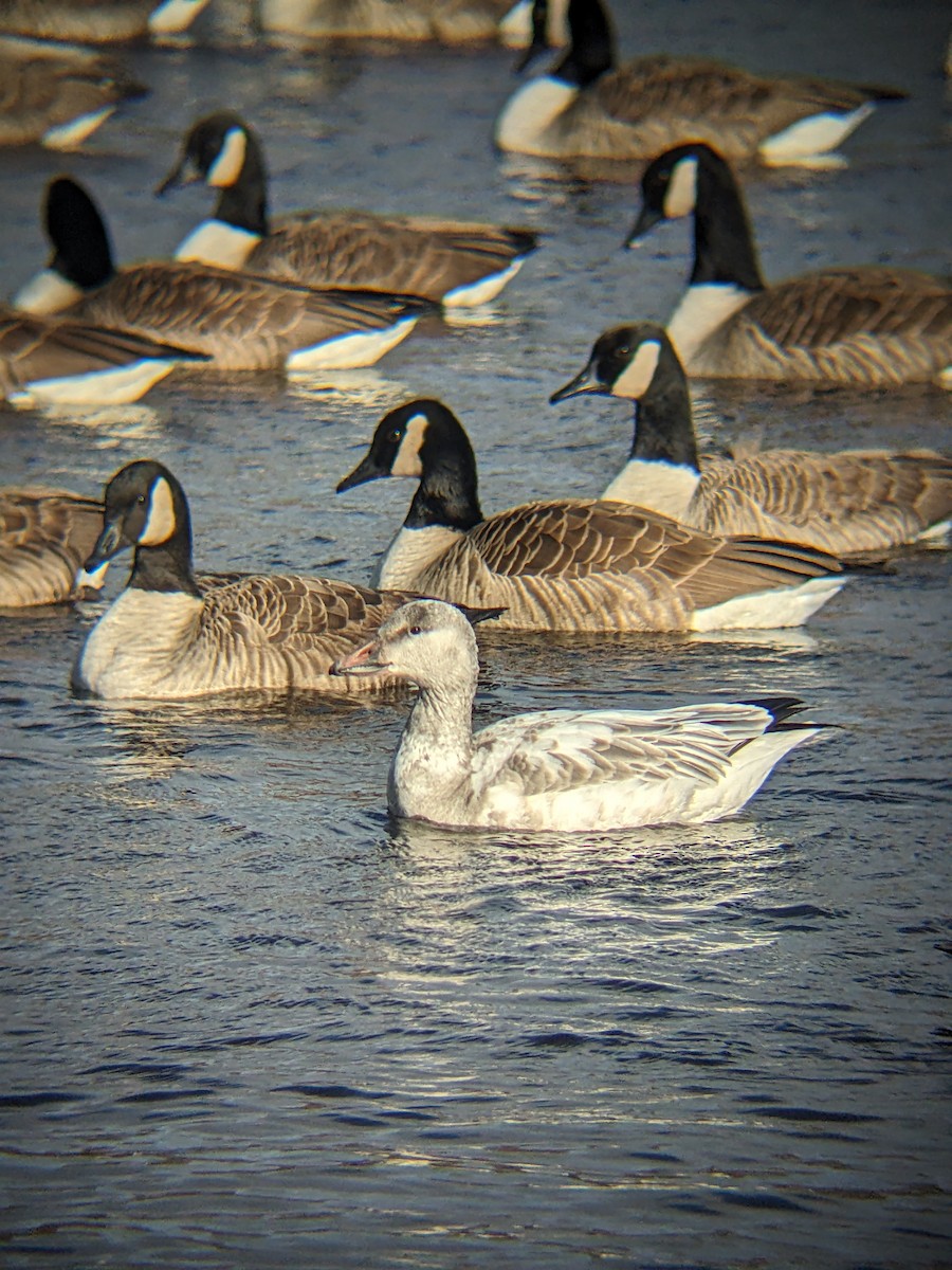 Snow Goose - ML628762804