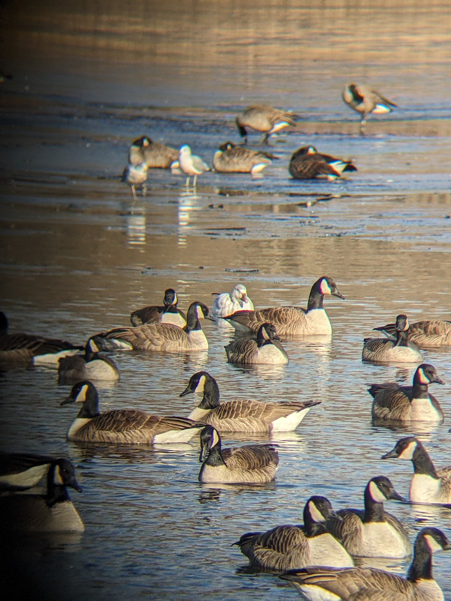 Snow Goose - ML628762815