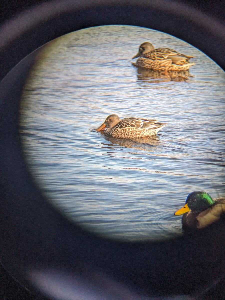 Northern Shoveler - ML628762823