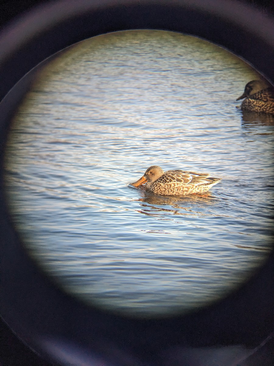Northern Shoveler - ML628762824
