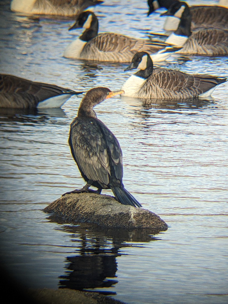 Double-crested Cormorant - ML628762830