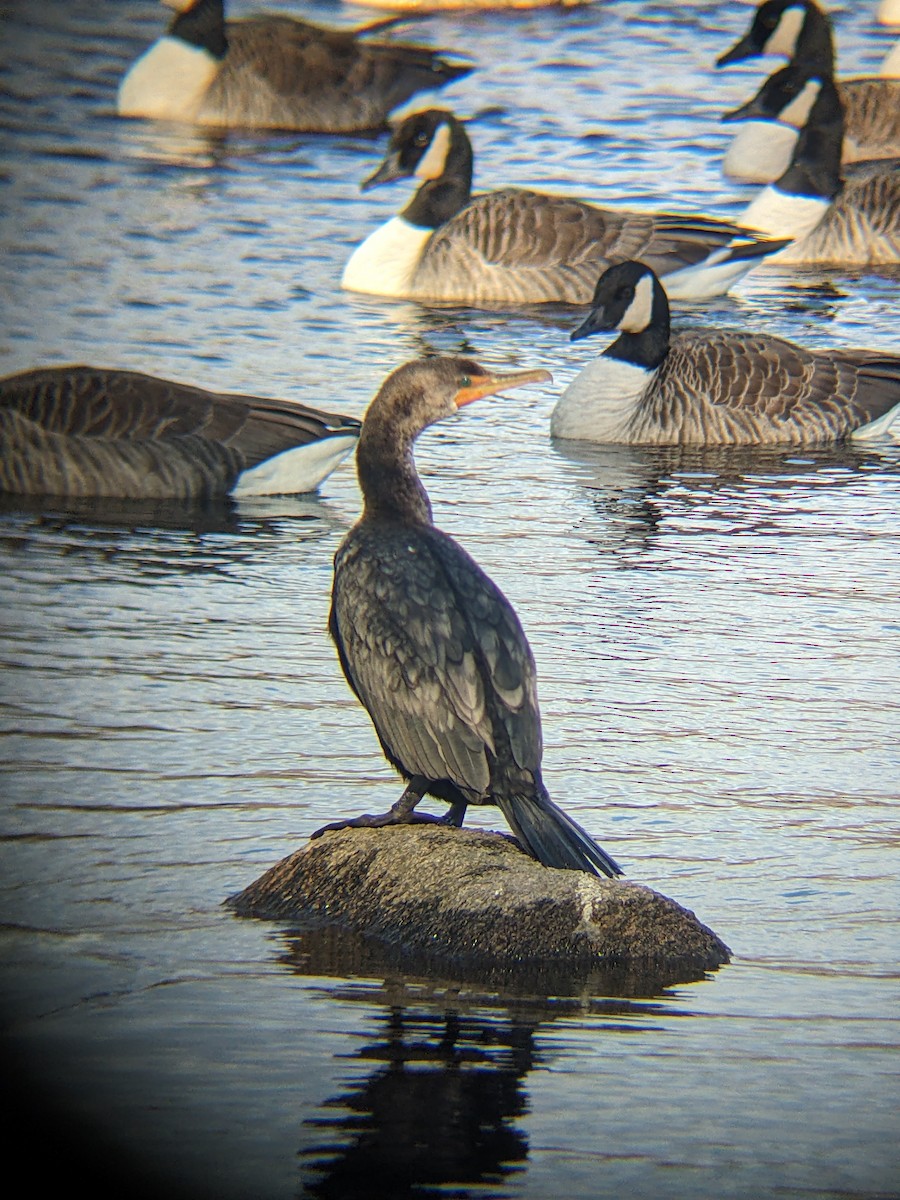 Double-crested Cormorant - ML628762831