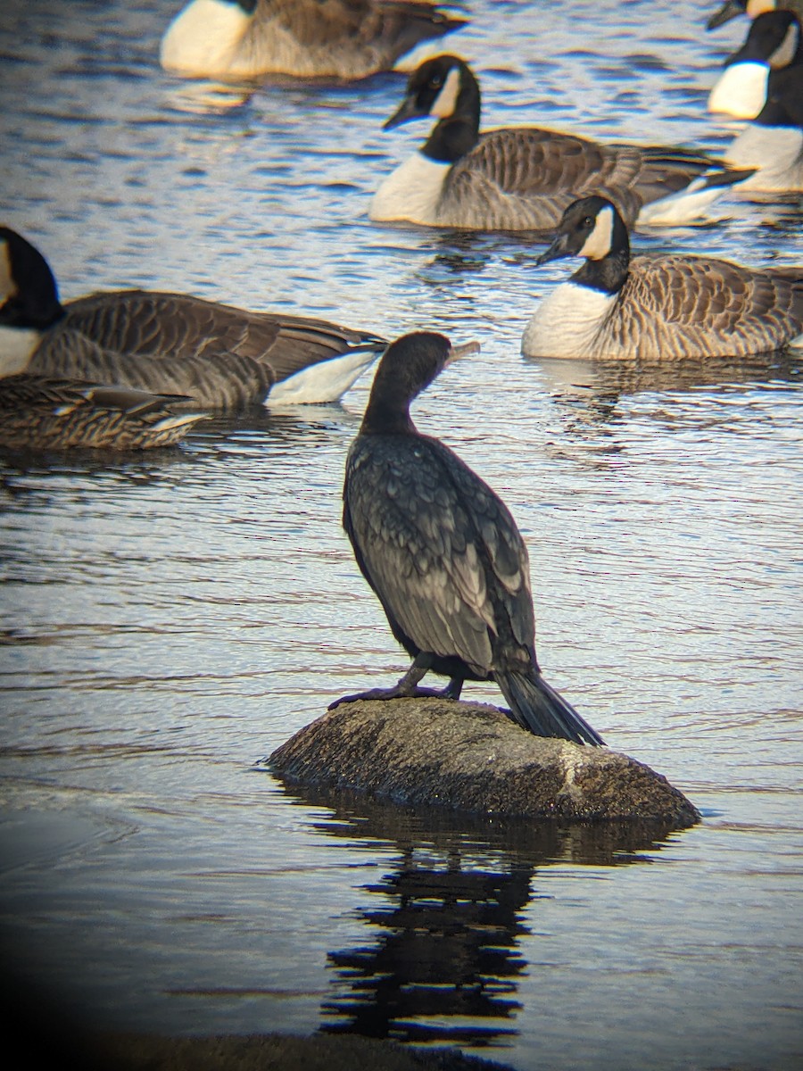 Double-crested Cormorant - ML628762832