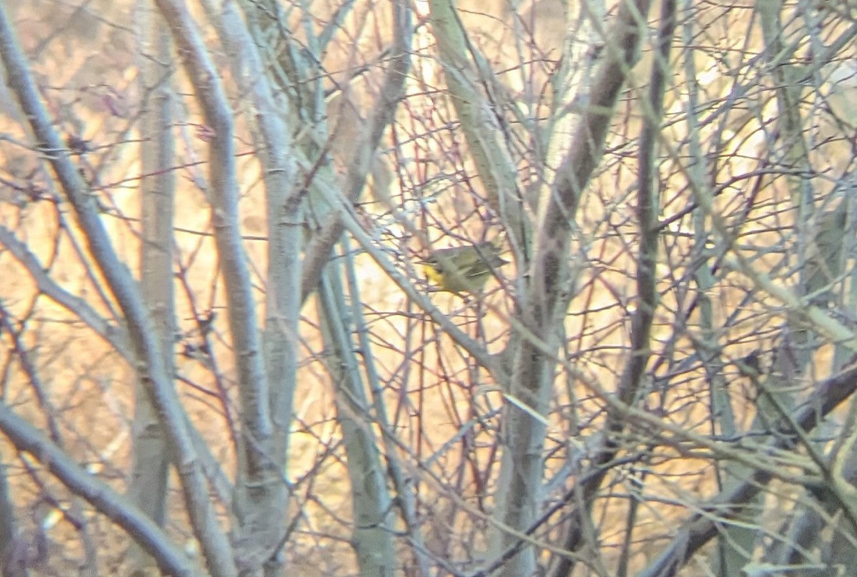 Common Yellowthroat - ML628762845