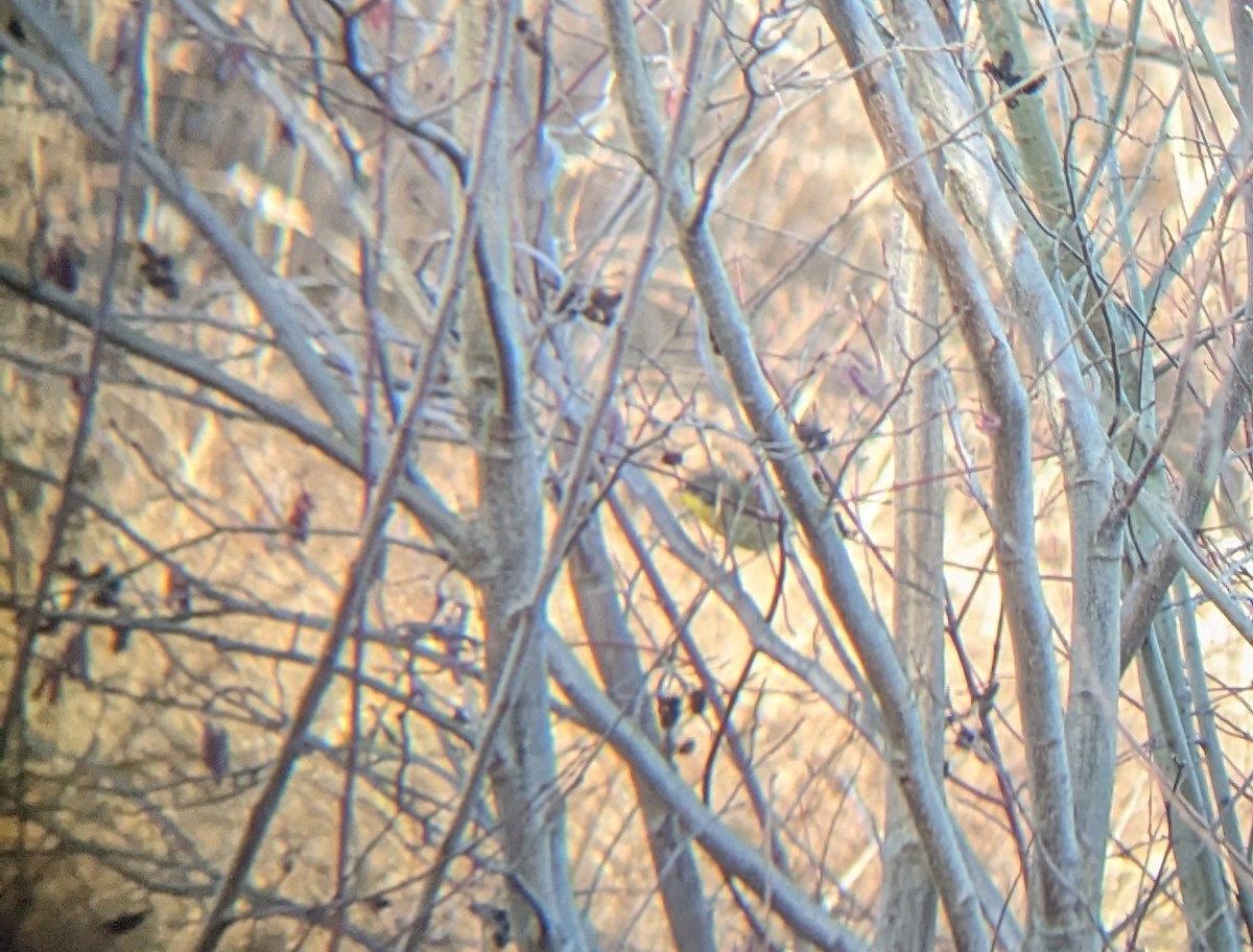 Common Yellowthroat - ML628762846