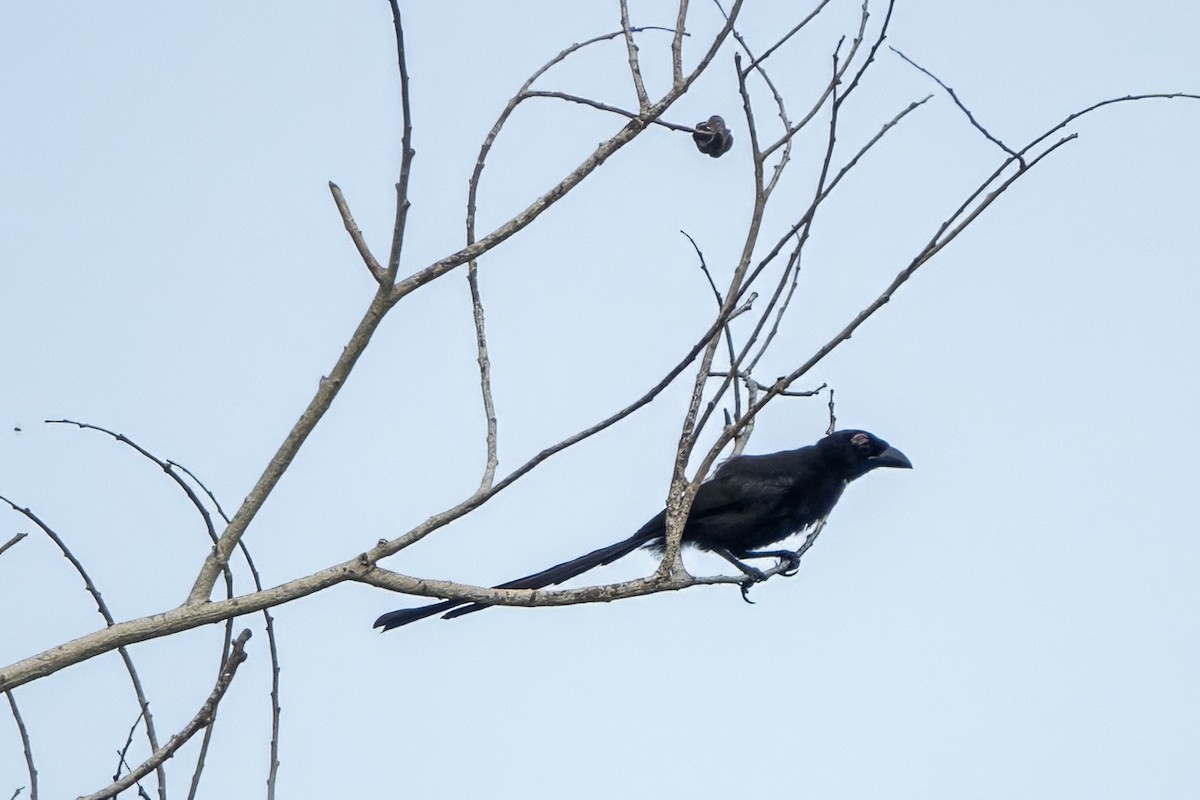 drongo černý - ML628762972