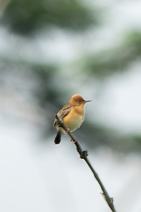 Golden-headed Cisticola - ML628763076