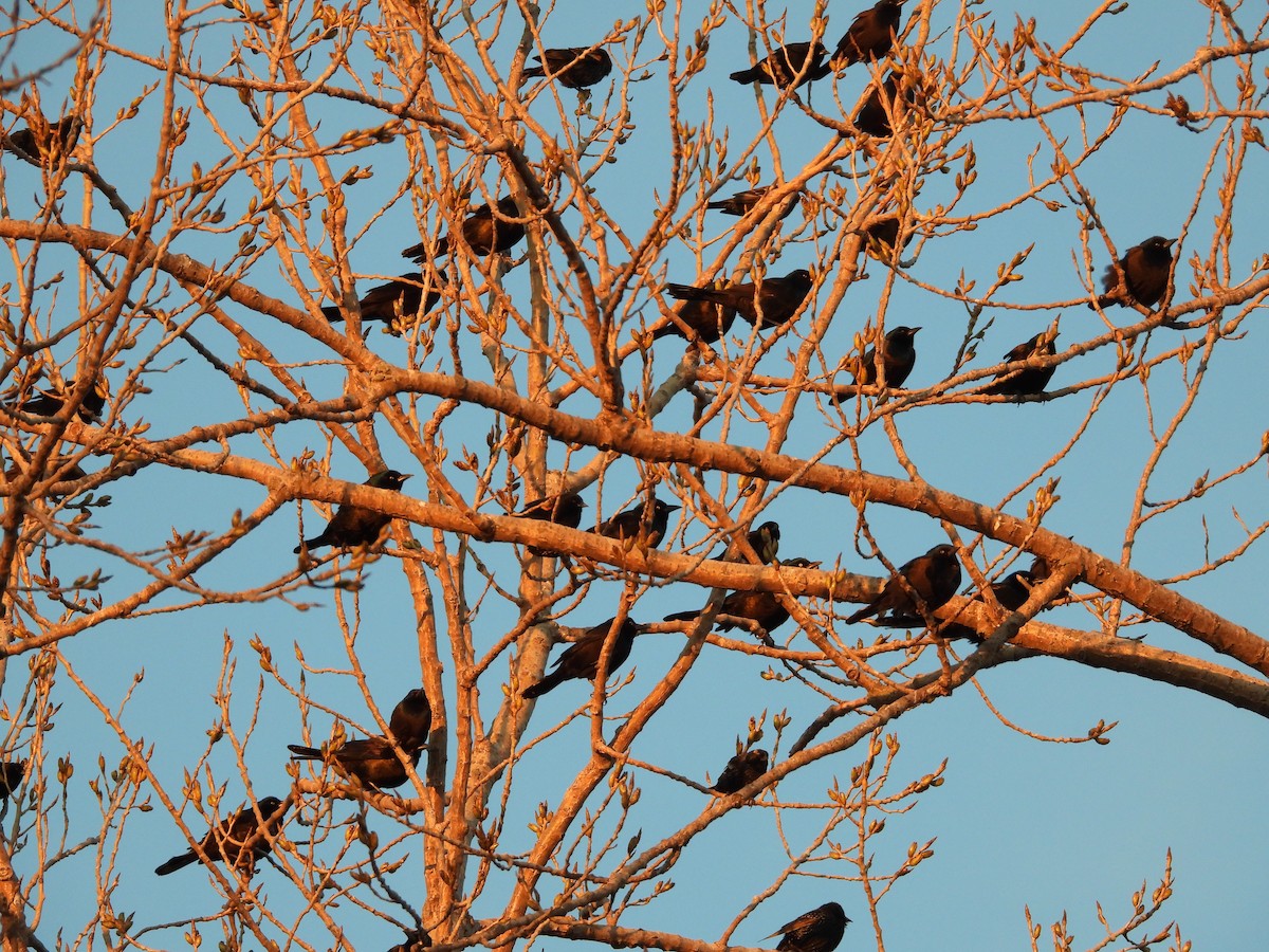 Common Grackle - ML628763113