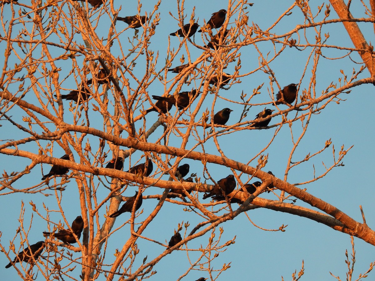 Common Grackle - ML628763116