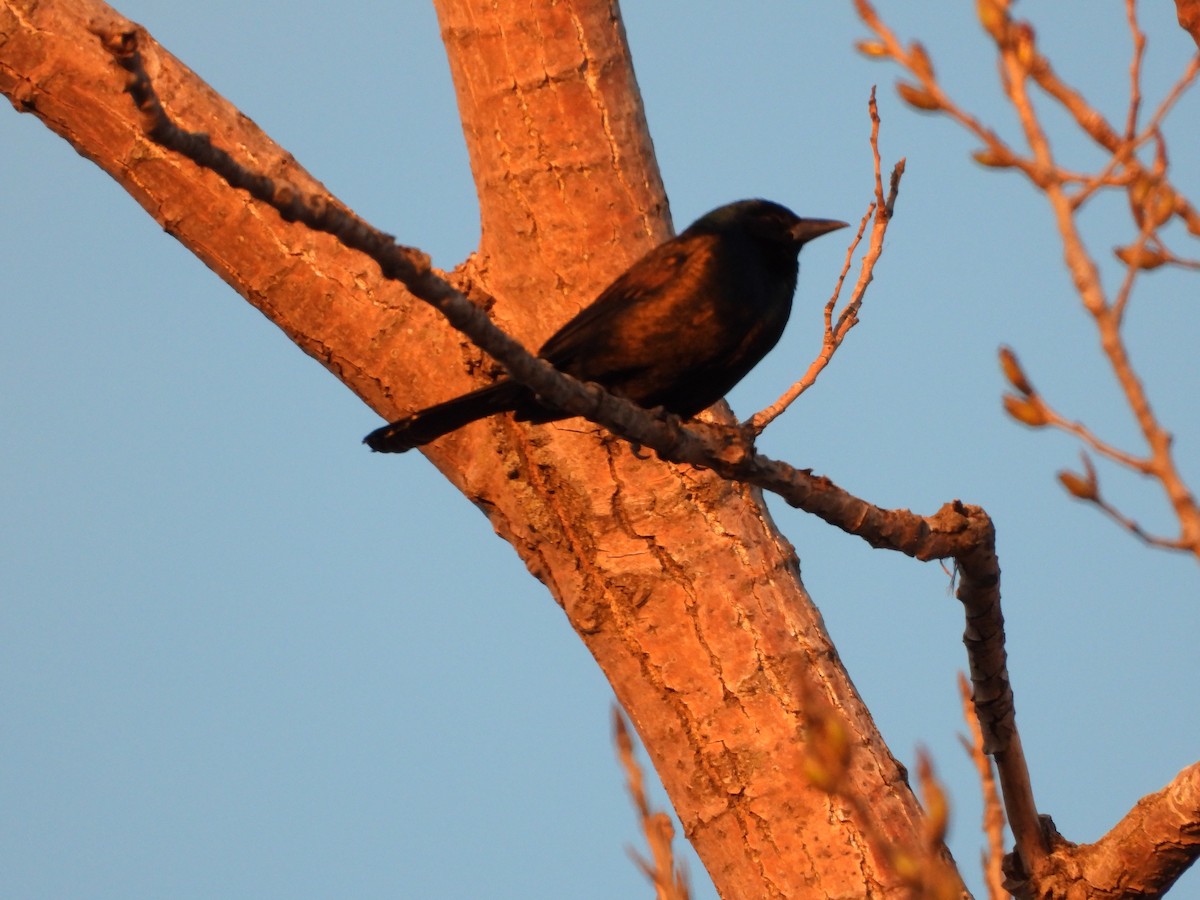 Common Grackle - ML628763121