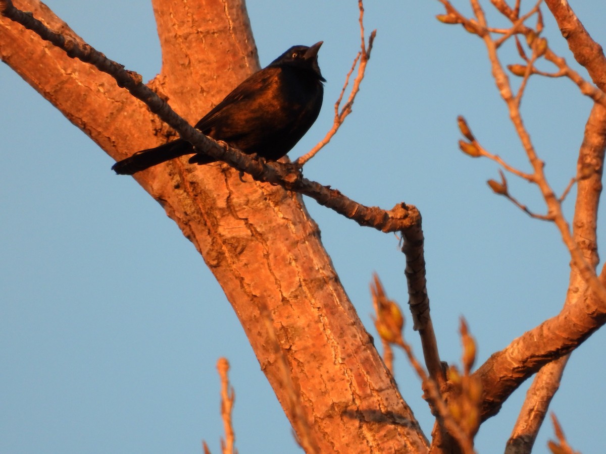 Common Grackle - ML628763122