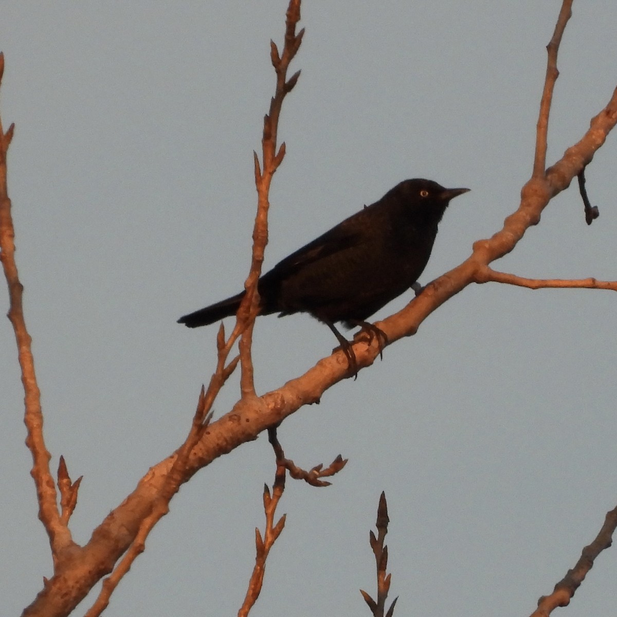 Rusty Blackbird - ML628763132