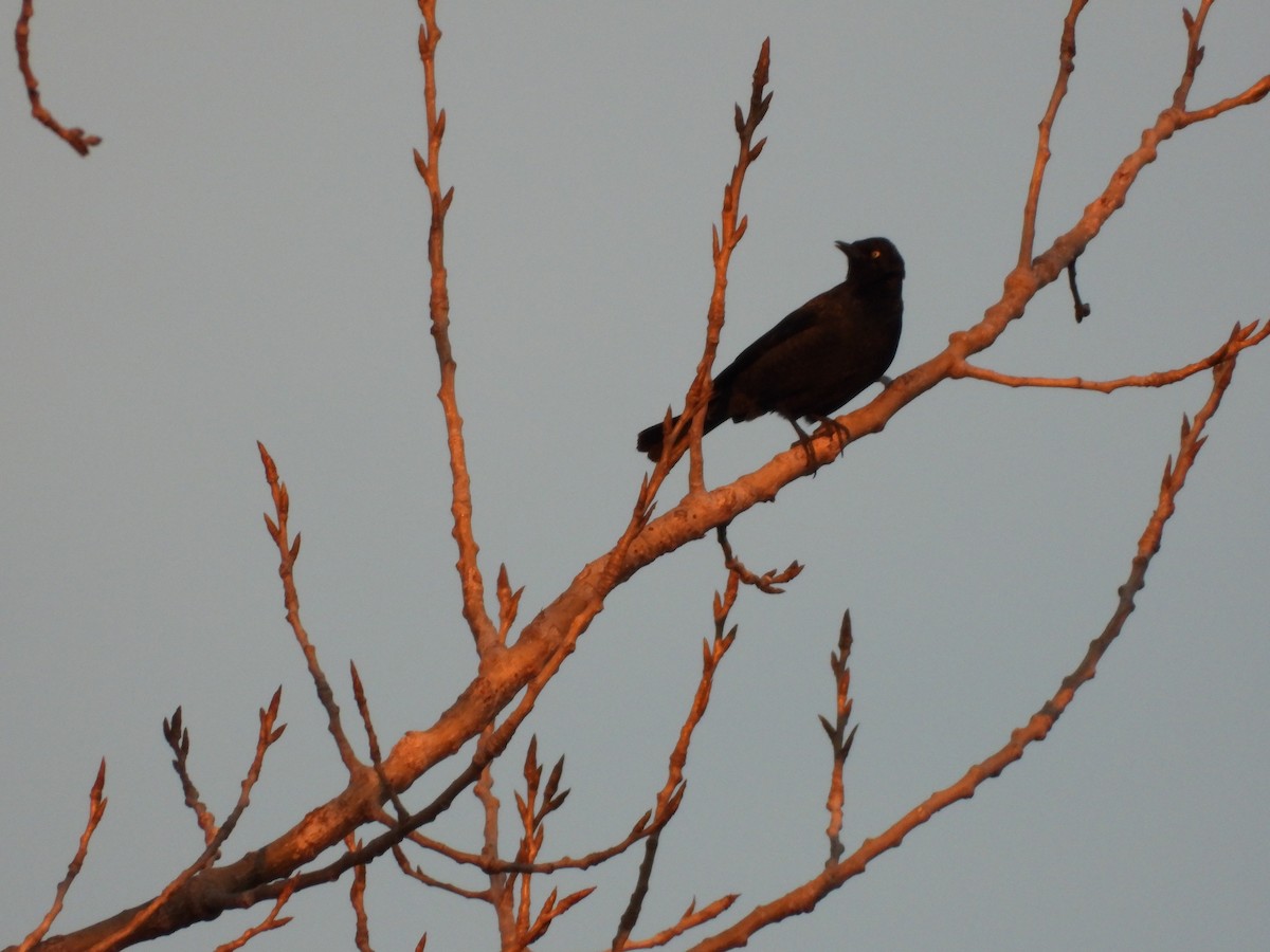 Rusty Blackbird - ML628763134